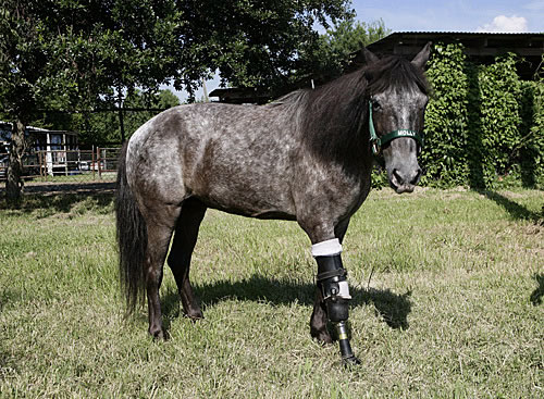 Molly pony wikipedia image